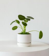 Philodendron Brasil - Image 5