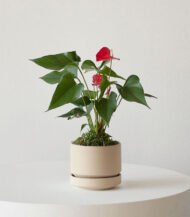 Anthurium – King of hearts - Image 2