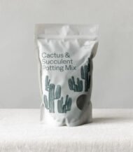 Dracaena Compacta - Image 5