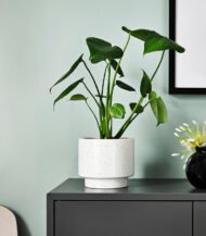 Cuddly Cactus - Image 5